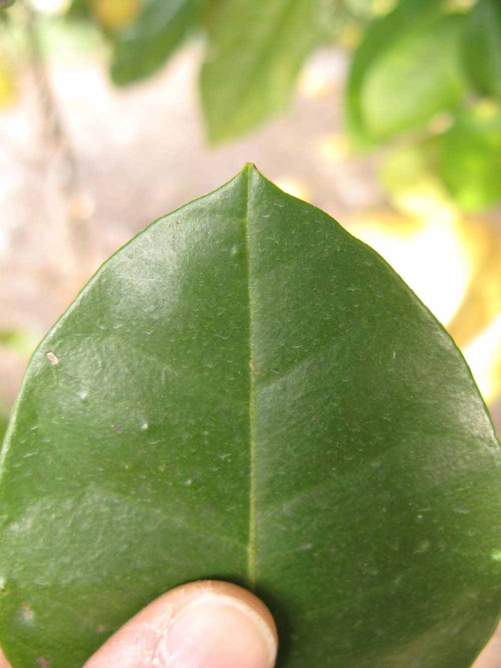              Margin (Winter Haven, FL)       